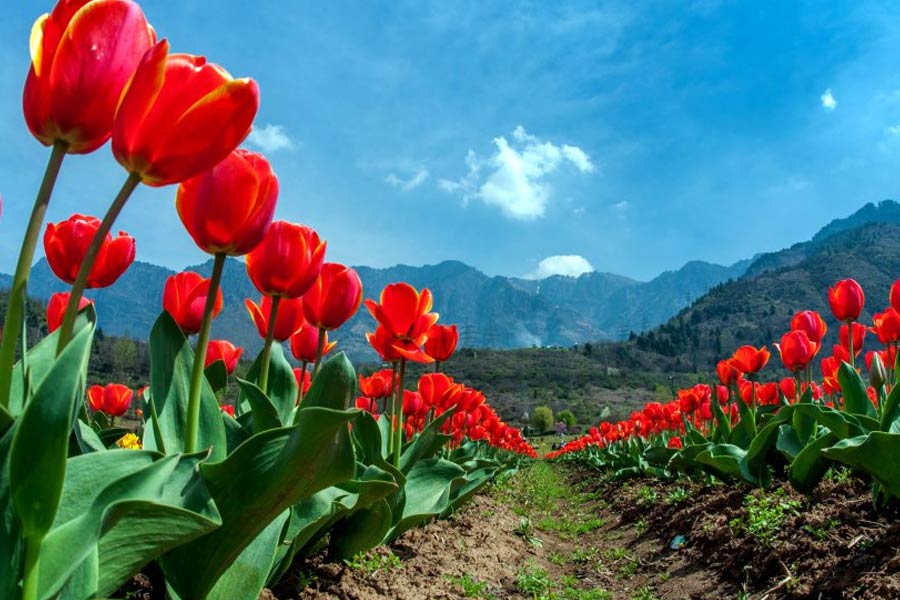 photo of Tulip Garden