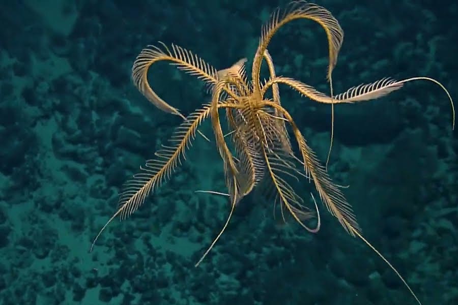Group of scientists of Australia and America discover new strawberry like ocean species with 20 arms and 10 rays 