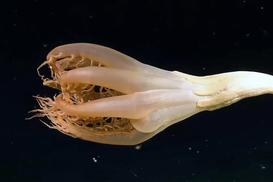 Group of scientists of Australia and America discover new strawberry like ocean species with 20 arms and 10 rays 