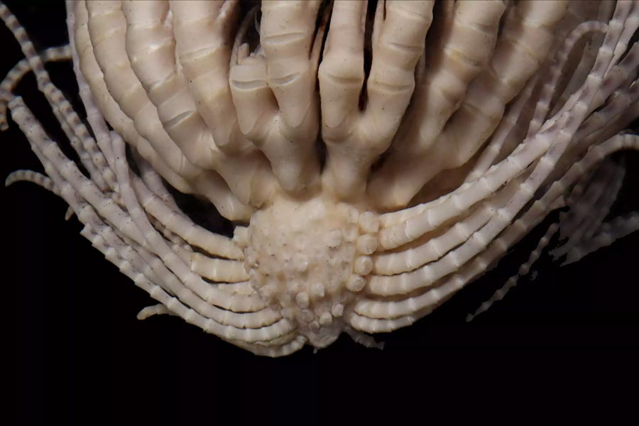 Group of scientists of Australia and America discover new strawberry like ocean species with 20 arms and 10 rays 