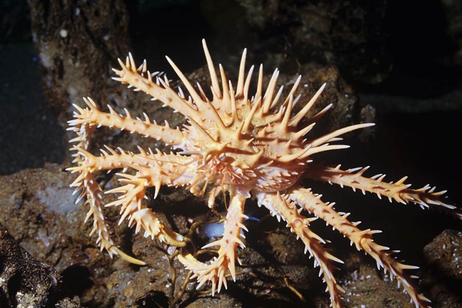 Group of scientists of Australia and America discover new strawberry like ocean species with 20 arms and 10 rays 