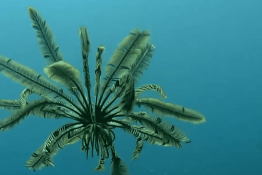 Group of scientists of Australia and America discover new strawberry like ocean species with 20 arms and 10 rays 