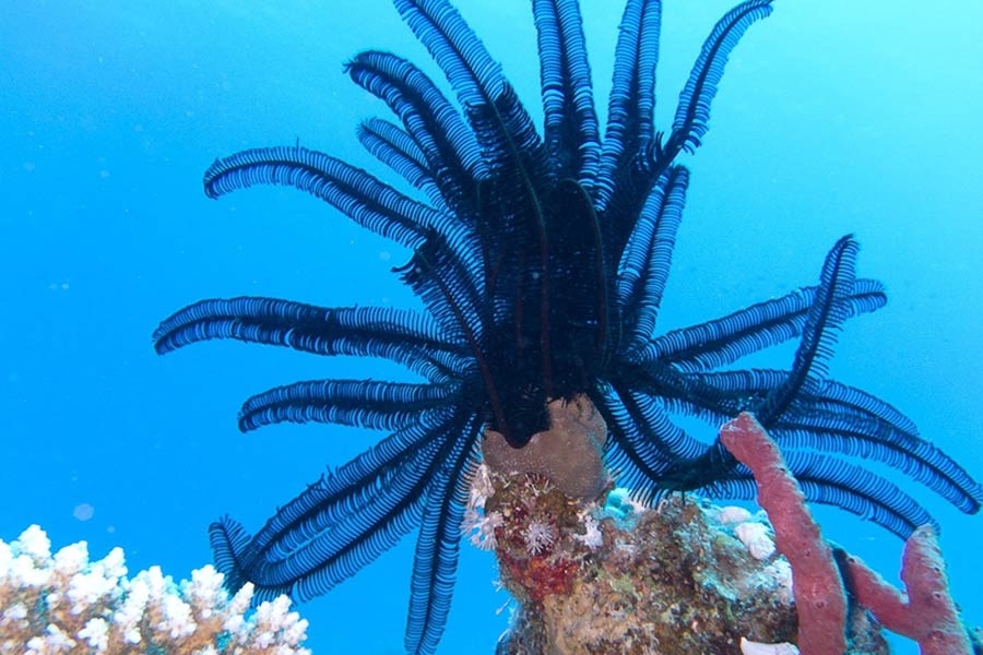 ২০০৮ থেকে ২০১৭ সাল পর্যন্ত প্রমাচোক্রিনাস নিয়ে গবেষণা চালাচ্ছিলেন বিজ্ঞানীরা। প্রমাচোক্রিনাসের নানা প্রজাতি খুঁজে বার করে পরীক্ষানিরীক্ষা করা ছিল গবেষণার লক্ষ্য।