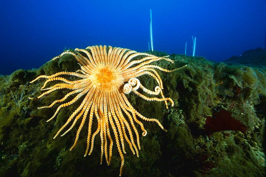 Group of scientists of Australia and America discover new strawberry like ocean species with 20 arms and 10 rays 