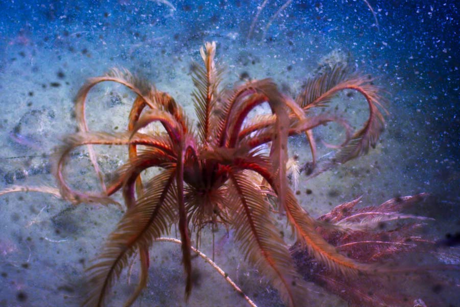 Group of scientists of Australia and America discover new strawberry like ocean species with 20 arms and 10 rays 