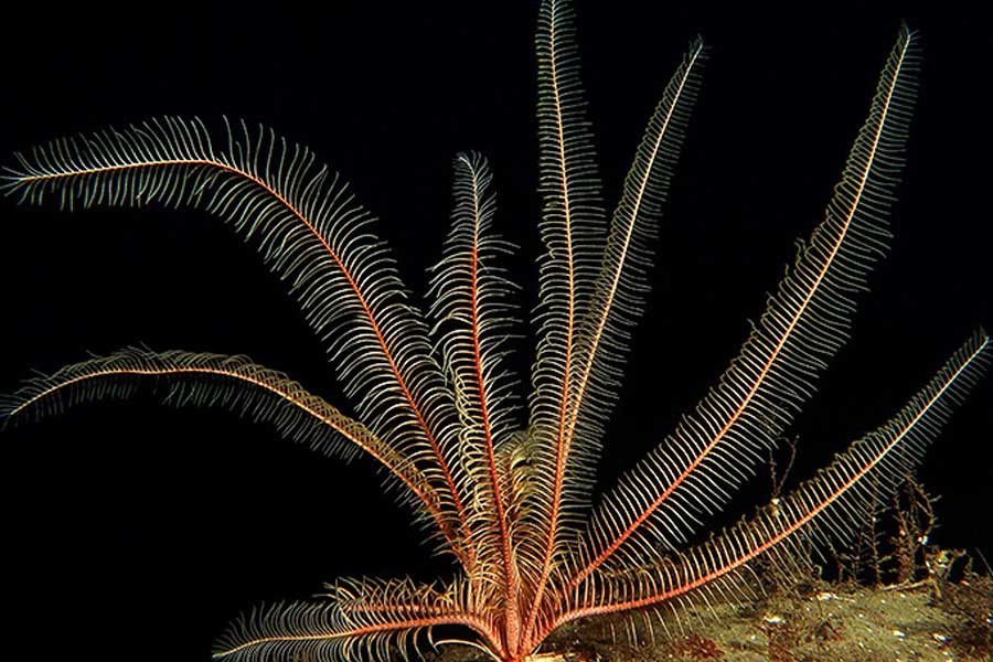Group of scientists of Australia and America discover new strawberry like ocean species with 20 arms and 10 rays 