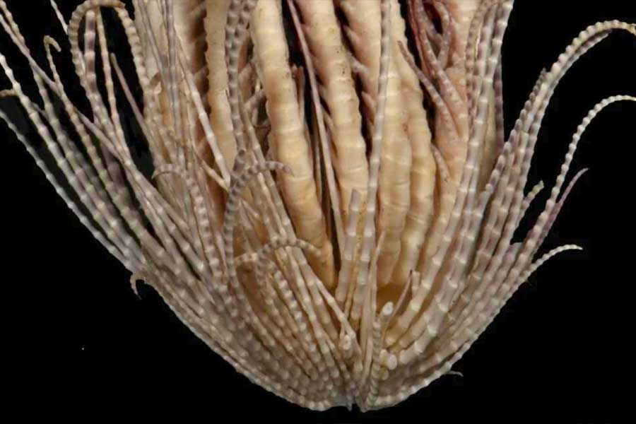 Group of scientists of Australia and America discover new strawberry like ocean species with 20 arms and 10 rays 