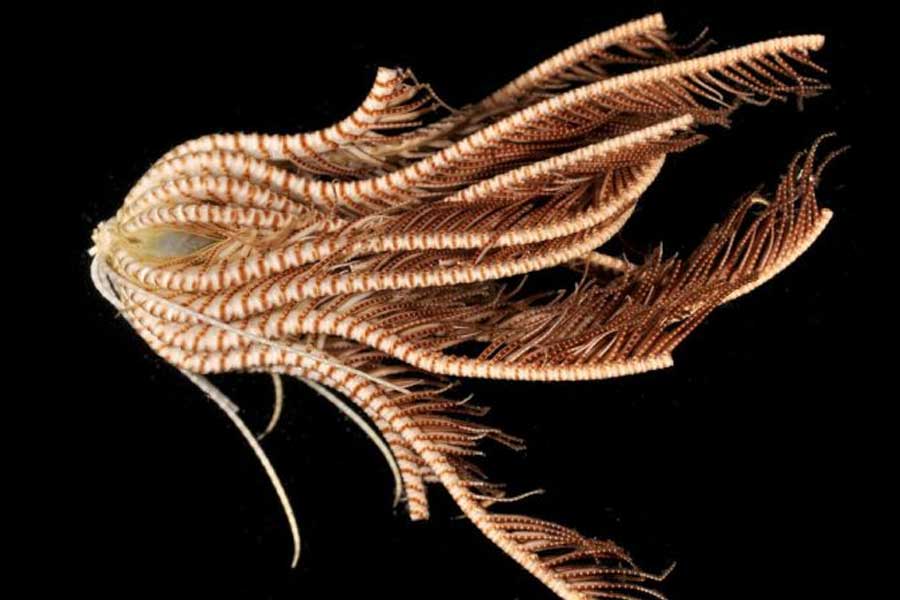 Group of scientists of Australia and America discover new strawberry like ocean species with 20 arms and 10 rays 