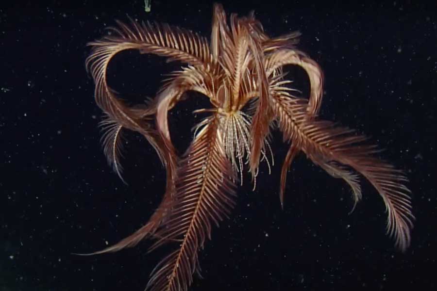 Group of scientists of Australia and America discover new strawberry like ocean species with 20 arms and 10 rays 