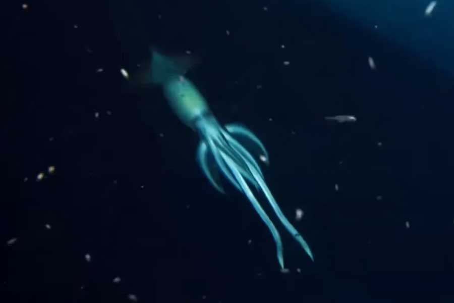 Group of scientists of Australia and America discover new strawberry like ocean species with 20 arms and 10 rays 