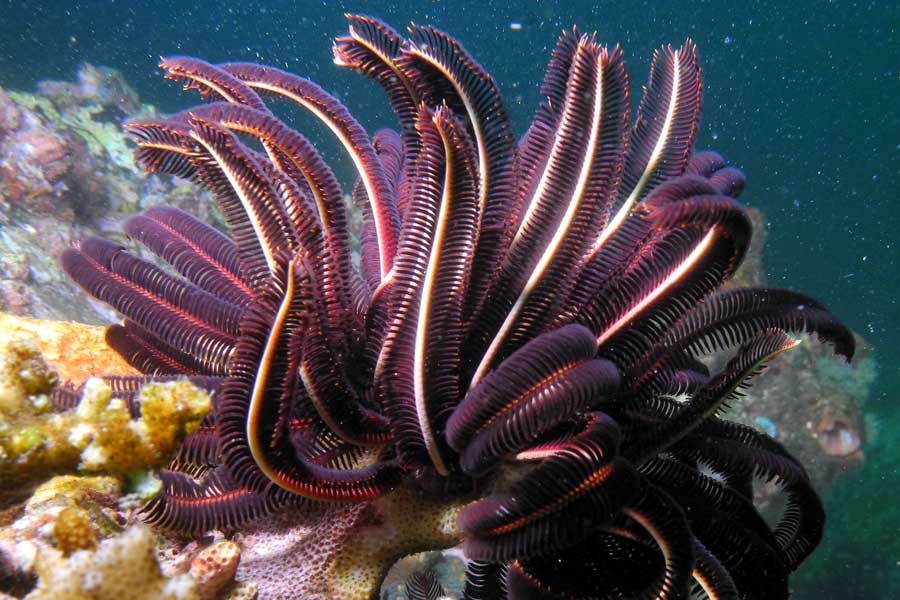 Group of scientists of Australia and America discover new strawberry like ocean species with 20 arms and 10 rays 