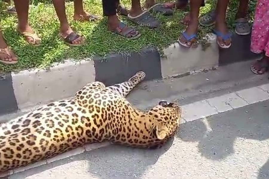Image of dead leopard near silliguri