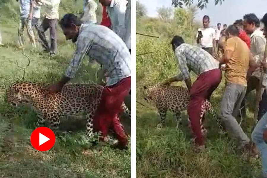 Video of Leopard Harassing in Madhya Pradesh