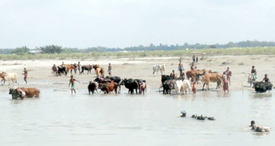 পাচার হয়ে যাচ্ছে গরু।