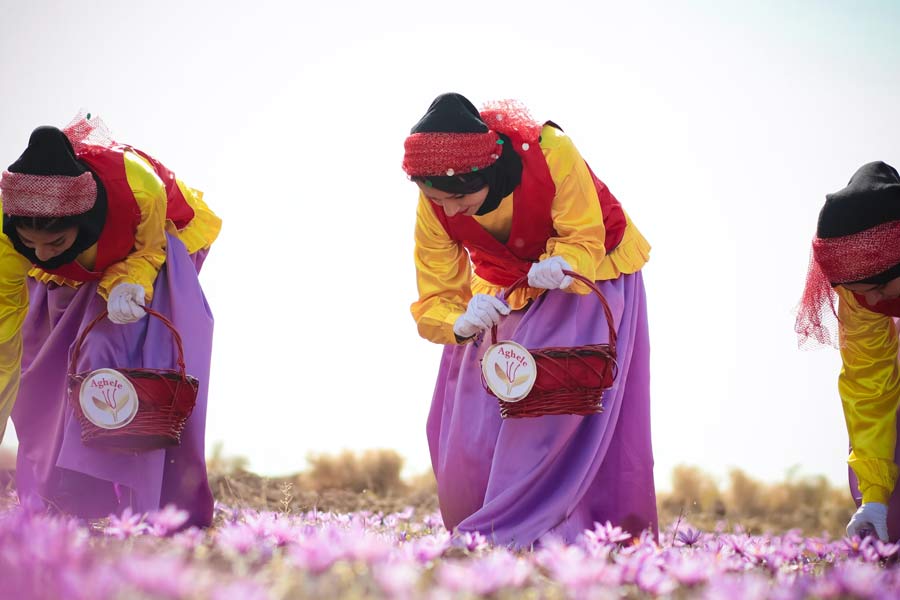 Why saffron production in Kashmir is decreasing