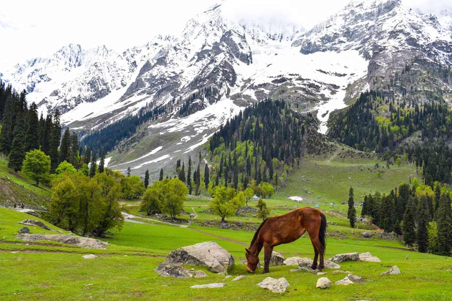 Why saffron production in Kashmir is decreasing