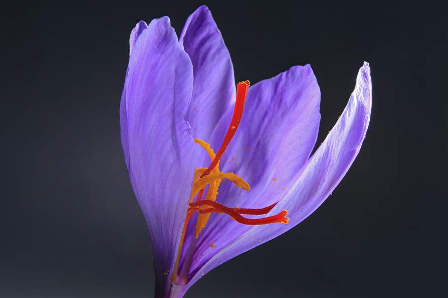 Why saffron production in Kashmir is decreasing