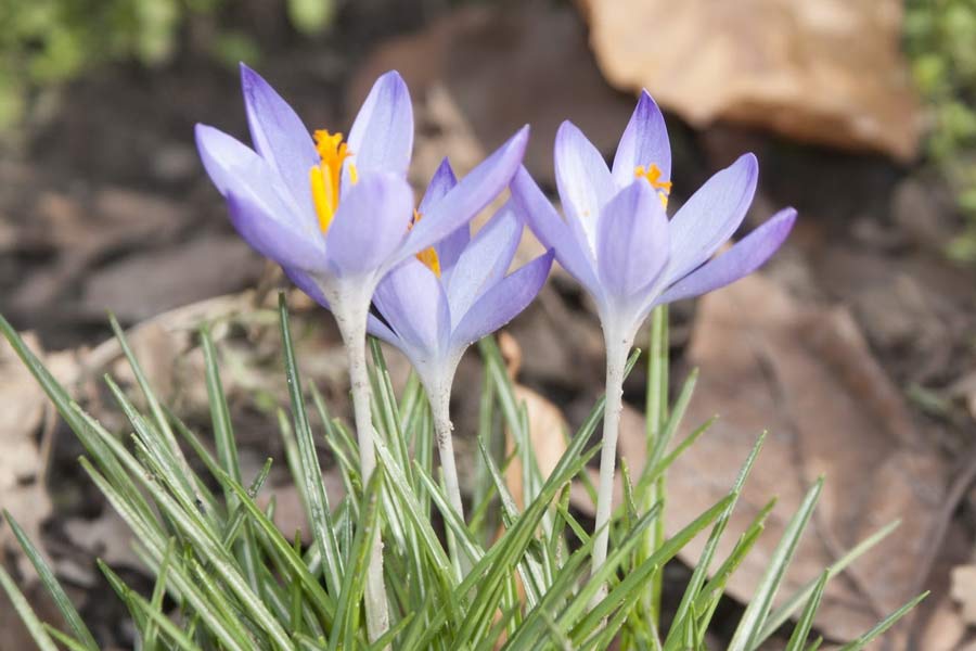 Why saffron production in Kashmir is decreasing