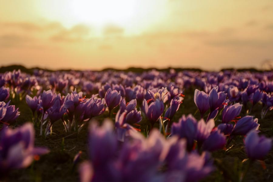 Why saffron production in Kashmir is decreasing
