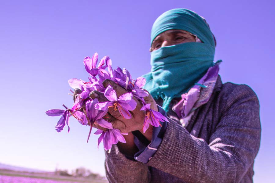 Why saffron production in Kashmir is decreasing