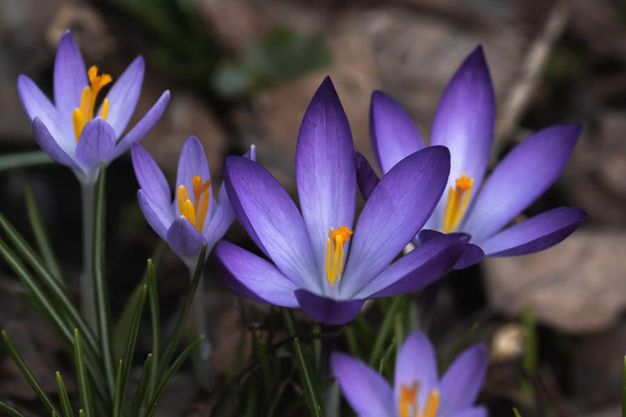 Why saffron production in Kashmir is decreasing