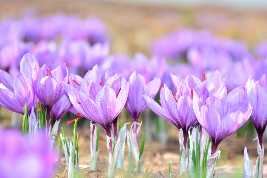 Why saffron production in Kashmir is decreasing