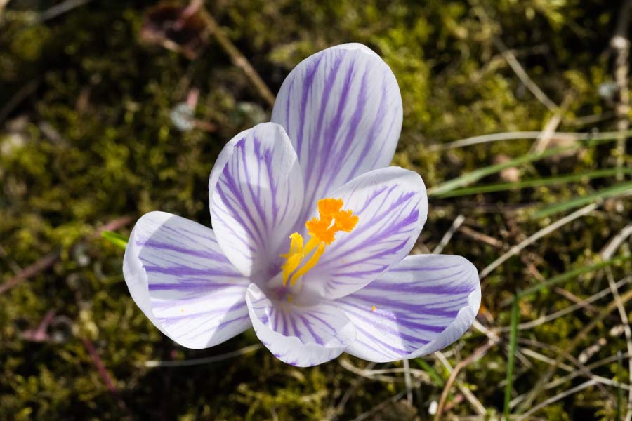 Why saffron production in Kashmir is decreasing