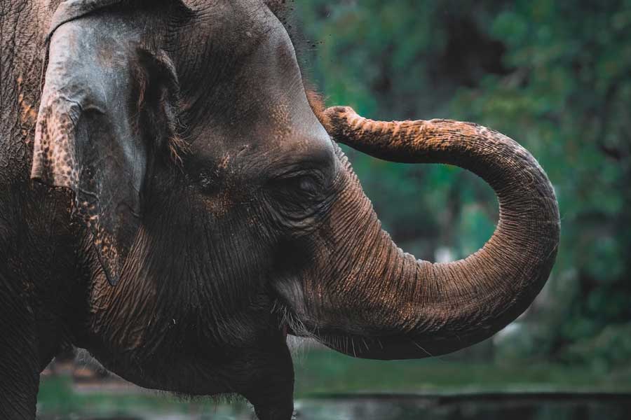 ইমালডার সঙ্গেই ঘর ছেড়ে, নিজের দেশ ছেড়ে ফিলিপিন্সে চলে আসে এক বছরও না পেরোনো শিশু হাতিটি। যদিও ইমালডা শেষ পর্যন্ত তাঁকে নিজের কাছে রাখেননি। 