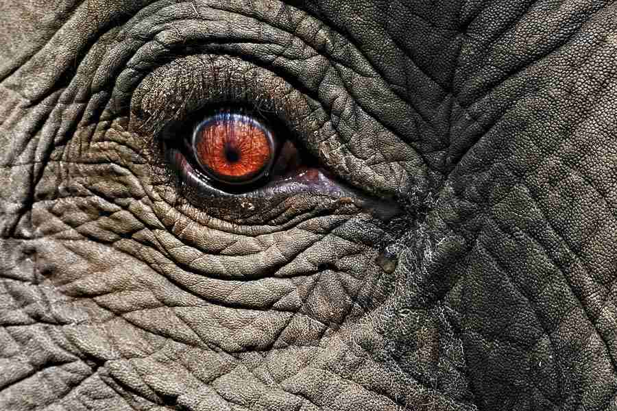 তার পর থেকে চিড়িয়াখানার ওই ঘেরাটোপে একাই থেকেছে মালী। বহু বার তাকে সেখান থেকে উদ্ধারের দাবি তুলেছেন পশুপ্রেমীরা। ম্যানিলা প্রশাসনকে চিঠি দিয়ে বলা হয়েছে, মালীকে যেন তাইল্যান্ডের অভয়ারণ্যে পাঠিয়ে দেওয়া হয়। সেখানে সে নিজের প্রজাতির সঙ্গে দল বেঁধে থাকতে পারবে। ভাল থাকবে। 