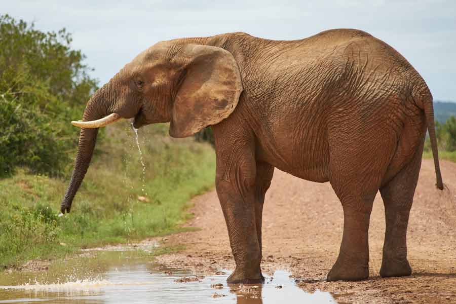 মালীকে চিড়িয়াখানা থেকে যেতে দিতে চাননি ম্যানিলার চিড়িয়াখানা কর্তৃপক্ষ। বরং পাল্টা যুক্তি দেখিয়ে তাঁরা বলেছেন, ছোট থেকে এই চিড়িয়াখানার ঘেরাটোপেই থেকেছে সে। জঙ্গলে গেলে বেঁচে থাকতে পারবে না। 