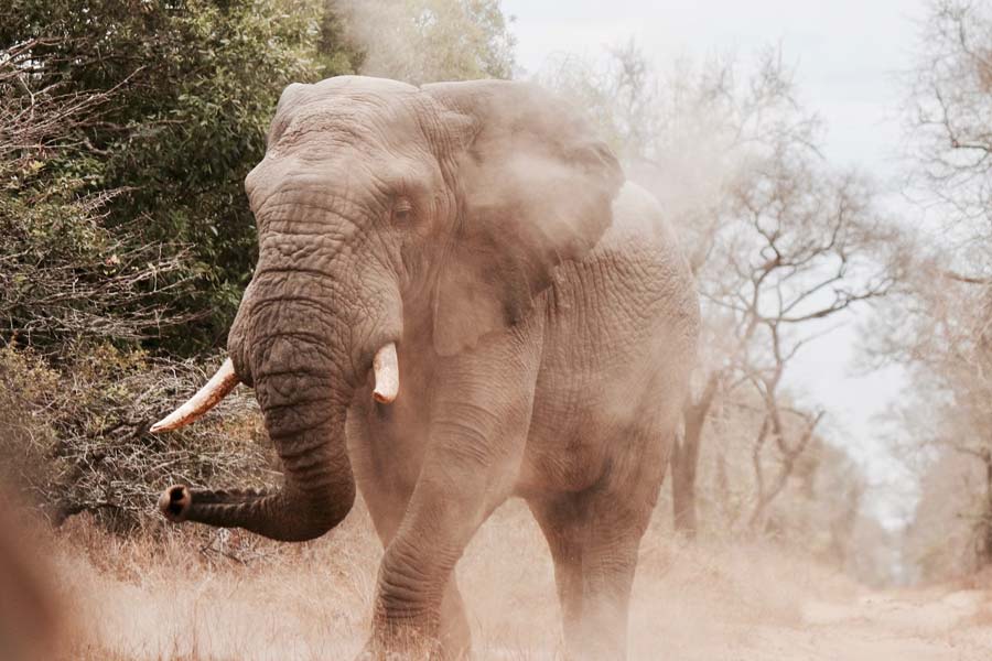 যদিও পশুপ্রেমীরা বলেছিলেন, মালীর একাকিত্ব আর চোখে দেখা যাচ্ছে না। দিনভর চিড়িয়াখানার দর্শকদের মনোরঞ্জন করে চলে সে। কিন্তু তার মনোরঞ্জনের জন্য কিচ্ছুটি নেই। ওই চার দেওয়াল আর রেলিংয়ের ভিতরে বছরের পর বছর বন্দিজীবন কাটছে তার। একলা বিষণ্ণ মালীর জন্য কিছু না করতে পারার আফসোস বার বার ঘুরে ফিরে এসেছে পশুপ্রেমীদের কথায়।