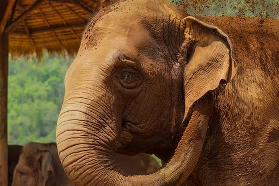 গত বুধবার সেই মালীর মৃত্যুসংবাদ জানিয়েছেন ম্যানিলা চিড়িয়াখানা কর্তৃপক্ষ। ফেসবুকে তাঁরা লিখেছেন, ‘‘আমাদের প্রিয় মালী আর নেই। গত কয়েক দিন ধরেই সে অসুস্থ ছিল। দেওয়ালের গায়ে বার বার গা ঘষতে দেখা যাচ্ছিল তাকে। তার পর টানা দু’দিন অসুস্থ হয়ে মাটিতে শয্যা নিয়েছিল সে। ভারী হয়ে এসেছিল নিশ্বাস।’’