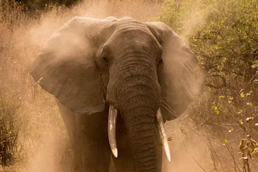 এই খবর পাওয়ার পরই নিন্দায় সরব হন পশুপ্রেমীরা। তাঁরা বলেন, বহু বার ম্যানিলার চিড়িয়াখানায় চিকিৎসা ব্যবস্থার অভাব নিয়ে সরব হয়েছেন তাঁরা। মালীর জন্য যে বিশেষ যত্ন দরকার, তা-ও সেখানে নেই বলে জানিয়েছিলেন বার বার। তার পরও সতর্ক হননি কর্তৃপক্ষ।