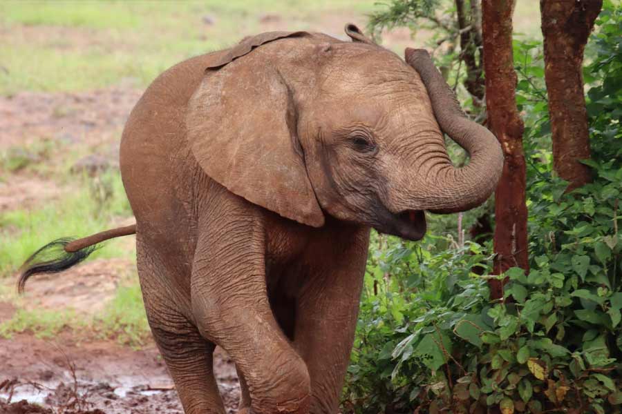 মালীর ক্যানসার কী ভাবে এত দিন ধরা পড়েনি, কেনই বা তার চিকিৎসা আগে থেকে শুরু হয়নি, তা নিয়েও প্রশ্ন তুলেছেন তাঁরা। 