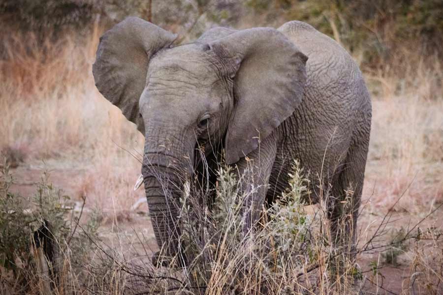 পশু অধিকার রক্ষার সংস্থা পেটা এই খবর জানার পর সমাজমাধ্যমে লিখেছে, ‘‘বিশ্বের সবচেয়ে দুঃখী হাতিটির মৃত্যু হল।’’  