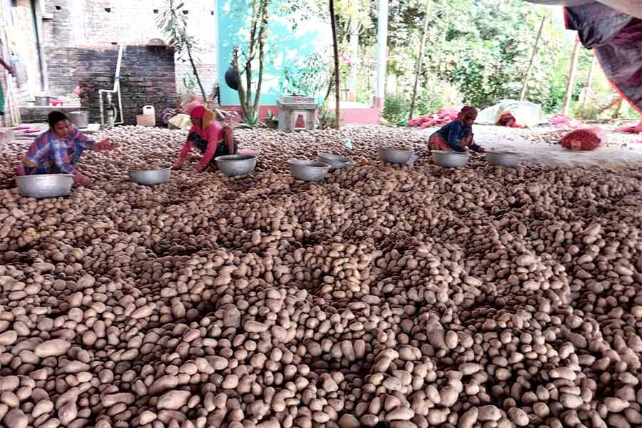 মালদহের গাজলের আদিনায় হিমঘর থেকে বের করা আলু বাছাই করছেন মহিলারা।