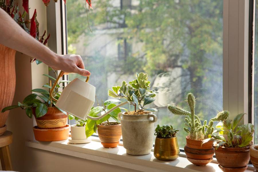 winter tips and tricks to take care of house plants.