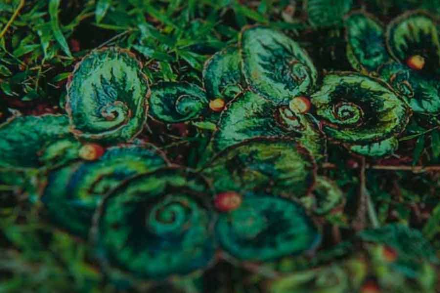 সিরিজ়ে দেখানো হয়েছে, ওরাকাদের সেই মহামারি স্পর্শ করতে পারেনি। কারণ, জিনগত ভাবে এই মহামারি প্রতিরোধের ক্ষমতা তাদের মধ্যে ছিল। তা ছাড়া তারা জানত, এক বিশেষ গুল্মে রয়েছে এই অজানা অসুখ থেকে নিরাময়ের উপায়। প্রকৃতিগত ভাবে ‘আন্দামানিয়া একিন্যাসিয়া’ নামের সেই কাল্পনিক গুল্মের আকৃতিও ট্রিস্কেলিয়নের মতোই। মহাপ্রকৃতির প্রতীক হয়ে এখানে দেখা দেয় ট্রিস্কেলিয়ন।