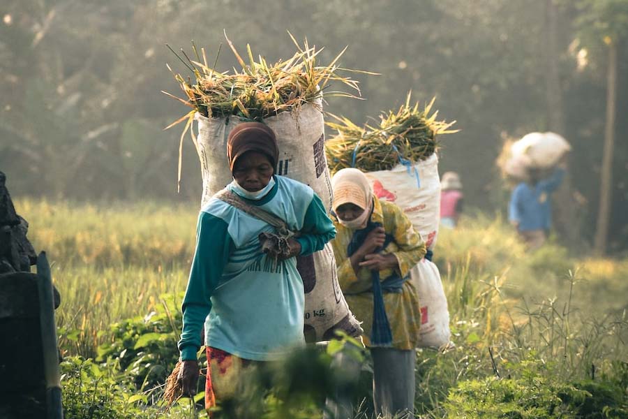 যদিও সম্প্রতি সেই ধারণাকে সম্পূর্ণ ভুল বলে দাবি করেছেন এক  নৃতত্ত্ববিদ গ্রেগরি ফোর্থ। ‘সায়েন্টিস্ট’ নামের একটি বিজ্ঞান বিষয়ক পত্রিকায় এ ব্যাপারে একটি নিজস্ব মতামত মূলক লেখও লিখেছিলেন তিনি। যেখানে ফোর্থ দাবি করেছেন, হবিটদের বাস্তব অস্তিত্ব ছিল এবং তারা আজও আছে।  ইন্দোনেশিয়ার ফ্লোরেস দ্বীপে নাকি তাদের বসবাস।