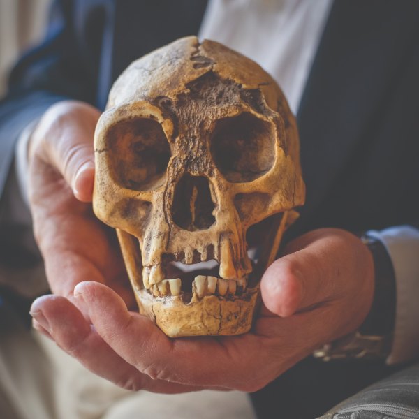  ইন্দোনেশিয়ার ওই অঞ্চলে ৫০ হাজার বছর আগে খর্বকায় এক প্রকার মানুষ জাতীয় প্রাণীর যে অস্তিত্ব ছিল, সে কথা কিন্তু বেশ কিছু নৃতাত্ত্বিক প্রমাণ থেকে জানা যায়। ওই অঞ্চলের লং বুয়া নামের এক চুনাপাথরের গুহায় ন’টি এমন কঙ্কালর সন্ধান পেয়েছেন প্রত্নবিদেরা। এদের ‘হোমো ফ্লোরেসিয়েন্সিস’ নাম দেওয়া হয়।