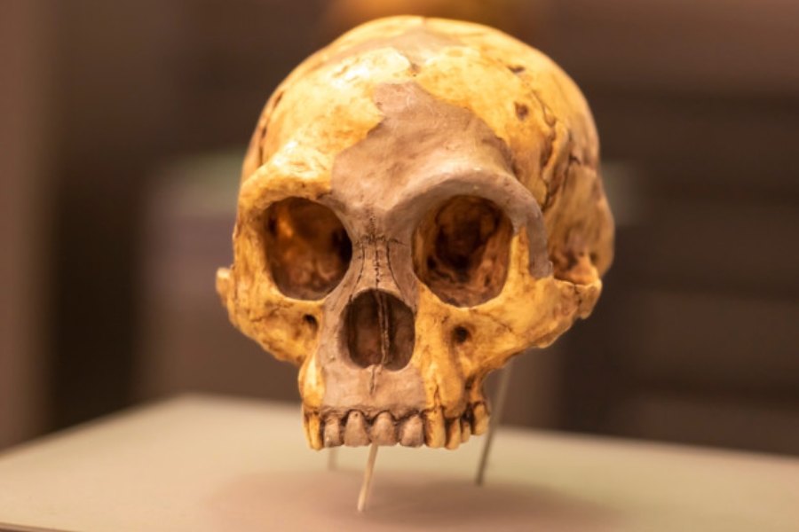 ২০০৩ সালে ইন্দোনেশিয়ায় মানবিক পরিযান সংক্রান্ত গবেষণা চালাতে গিয়ে এদের সন্ধান পাওয়া যায়। তবে, এদের অস্তিত্ব এই বিশেষ দ্বীপটিতেই আবদ্ধ ছিল বলে জানিয়েছেন গবেষকরা। জীবাশ্মগুলি থেকে জানা যায়, এদের উচ্চতা ছিল মেরেকেটে ৩ ফুট ৬ ইঞ্চি। এদের সভ্যতাকে ‘প্রস্তরযুগীয়’ বলেই চিহ্নিত করেছেন প্রত্নবিদরা।