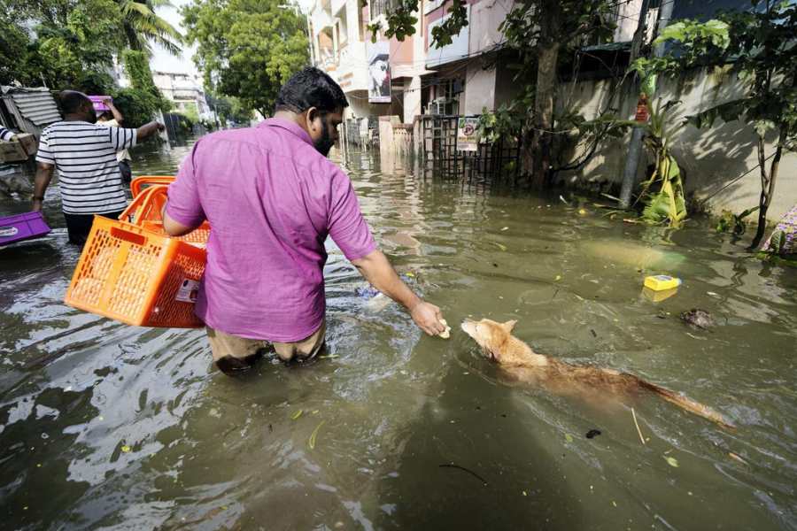  বুধবার এক জনের মৃত্যু হওয়ায় চেন্নাইয়ে গত তিন দিনে মৃতের সংখ্যা বেড়ে হয়েছে ১৭। উদ্ধারকারীরা ৫০ হাজার বাসিন্দাকে নিরাপদ স্থানে সরিয়ে দিয়েছিলেন। জল ঢুকে যাওয়ার কারণে এক লাখেরও বেশি মানুষ ভিটেমাটিছাড়া।