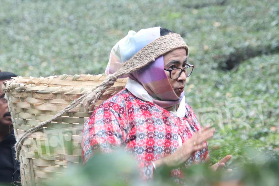 পারিবারিক অনুষ্ঠানে যোগ দিতে উত্তরবঙ্গে এসেছেন মুখ্যমন্ত্রী মমতা বন্দ্যোপাধ্যায়। বৃহস্পতিবার তিনি গিয়েছিলেন পাঙ্খাবাড়ি রোডের ধারে একটি চা বাগানে। সেখানে গিয়ে চা-পাতা তোলার কায়দা শেখেন মুখ্যমন্ত্রী। তার পর নিজেও চা শ্রমিকদের সঙ্গে নিয়ে চা-পাতা তোলেন। 