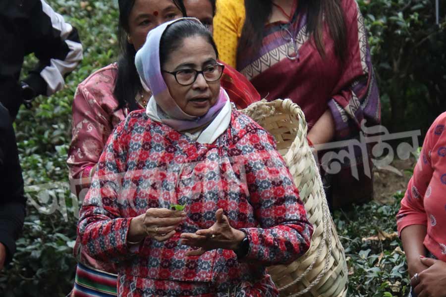 বাগানে পৌঁছে পাহাড়ি পোশাক পরে নেন মুখ্যমন্ত্রী। তার পর চা বাগানের কর্মীদের সঙ্গে হাতে হাত মিলিয়ে চা-পাতা তুলতে শুরু করেন। চা বাগানে সাধারণত পাতা তোলার কাজটি করেন মহিলা শ্রমিকেরা। পাঙ্খাবাড়ি রোডের ধারের চা বাগানও তার ব্যতিক্রম নয়। 