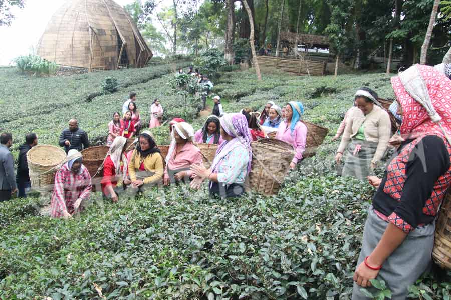 বাগানে চা-পাতা তোলার একটি আলাদা কায়দা আছে। সেই বিশেষ কায়দাতেই চা-পাতা তুলতে হয়। হাতের পাতা মাথার পিছনে রাখা ঝুড়িতে চালান করারও রয়েছে বিশেষ পদ্ধতি। গাছ থেকে পাতা তোলা এবং পাতা টুকরি (ঝুড়ি)-তে চালান করা মুখ্যমন্ত্রী মমতাকে হাতে ধরে শিখিয়ে দেন শ্রমিকরা। 