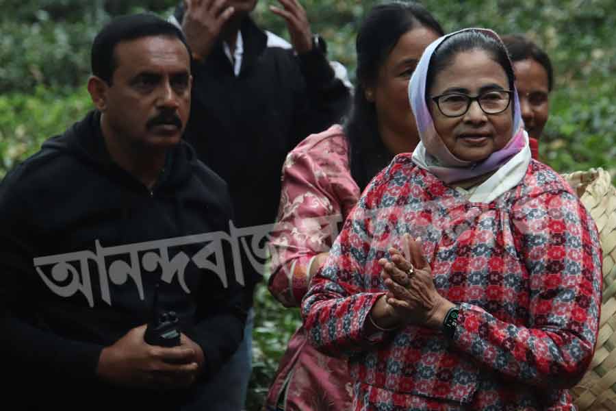 প্রথমে খানিক অনভ্যস্ত হাতে পাতা তোলেন মুখ্যমন্ত্রী। তার পর রপ্ত করে নেন শিখিয়ে দেওয়া কায়দা। তার পর মমতা বেশ অভ্যস্ত ঢঙেই পাতা তুলতে থাকেন ঝুড়িতে। দ্রুত চলতে থাকে রাজ্যের মুখ্যমন্ত্রীর হাত। পাল্লা দিয়ে ভরে উঠতে থাকে মাথায় বাঁধা ঝুড়ি। 