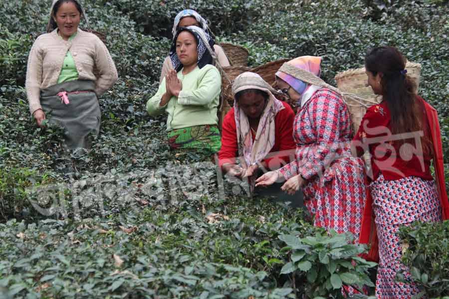 চা শ্রমিকেরা যখন একসঙ্গে কাজ করেন, তখন অনেক সময়ই দেখা যায়, বহু মা কোলে শিশুসন্তানকে বেঁধে মাথায় ঝুড়ি ঝুলিয়ে পাতা তুলছেন। পাহাড়ে মহিলা চা শ্রমিকেরা তখন গুনগুন করে গান গেয়ে থাকেন। নিজেদের কাজের তাল মেলানোর সঙ্গে সঙ্গে কোলে বাঁধা শিশুটিও যাতে ঘুমিয়ে পড়ে। 