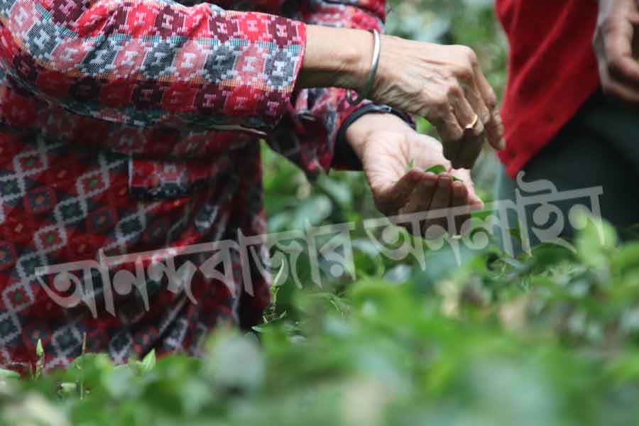 শ্রমিকেরা সমবেত ভাবে মুখ্যমন্ত্রীকে পাতা তোলার গান শোনান। মুগ্ধ হয়ে শোনেন মমতা। তার পর চা শ্রমিকদের সঙ্গেই তাঁদের মতো করেই কোমর ও হাত দুলিয়ে নেচে ওঠেন তিনি। তা দেখে আরও উৎসাহ পেয়ে যান চা শ্রমিকেরা। আধ পাক ঘুরে তাঁরা আবার নাচে মেতে ওঠেন। বেজে ওঠে ধামসা, মাদল। হাততালি দিয়ে ওঠেন মুখ্যমন্ত্রী। 