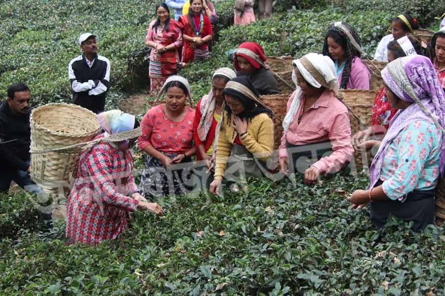 চা-পাতা তুলতে তুলতে চা শ্রমিকদের হাঁড়ির খবর নিয়ে ফেলেন মমতা। জেনে নেন, কার কোথায় বাড়ি। বাড়িতে কে কে আছেন, কেমন চলছে সংসার ইত্যাদি। বাড়ির বা জমির পাট্টা রয়েছে কি না, আর কী কী প্রয়োজন তা নিয়েও বাগানকর্মীদের সঙ্গে আলোচনা করতে দেখা যায় মুখ্যমন্ত্রীকে। 