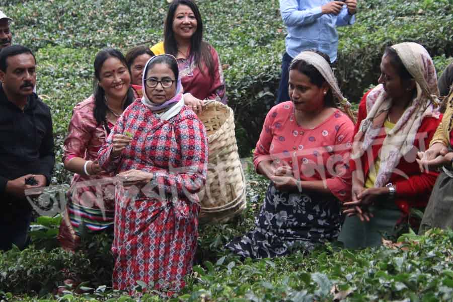 চা-পাতা তোলার পর মুখ্যমন্ত্রী বলেন, ‘‘আজ ওদের পোশাক পরে, ঝুড়ি নিয়ে আমি নিজে চা-পাতা তুললাম। চা-পাতা তোলাটা ওদের কাছ থেকে শিখলাম। এখন আমি যে কোনও চা বাগানে গিয়ে চা-পাতা তুলতে পারি। এটা আজ আমার বড় শিক্ষা হল। পাহাড়ের সঙ্গে আমাদের রক্তের বন্ধন হয়ে গেল। হৃদয়ের মেলবন্ধন রচিত হল। পাহাড় আমার নিজের বাড়ি হয়ে গেল। আমি কিন্তু মুখে বলি না। রক্তের সম্পর্ক তৈরি করে দেখাই। আই অ্যাম সো হ্যাপি! উই আর ওয়ান (আমি আজ খুবই খুশি। আমরা সবাই এক)।’’